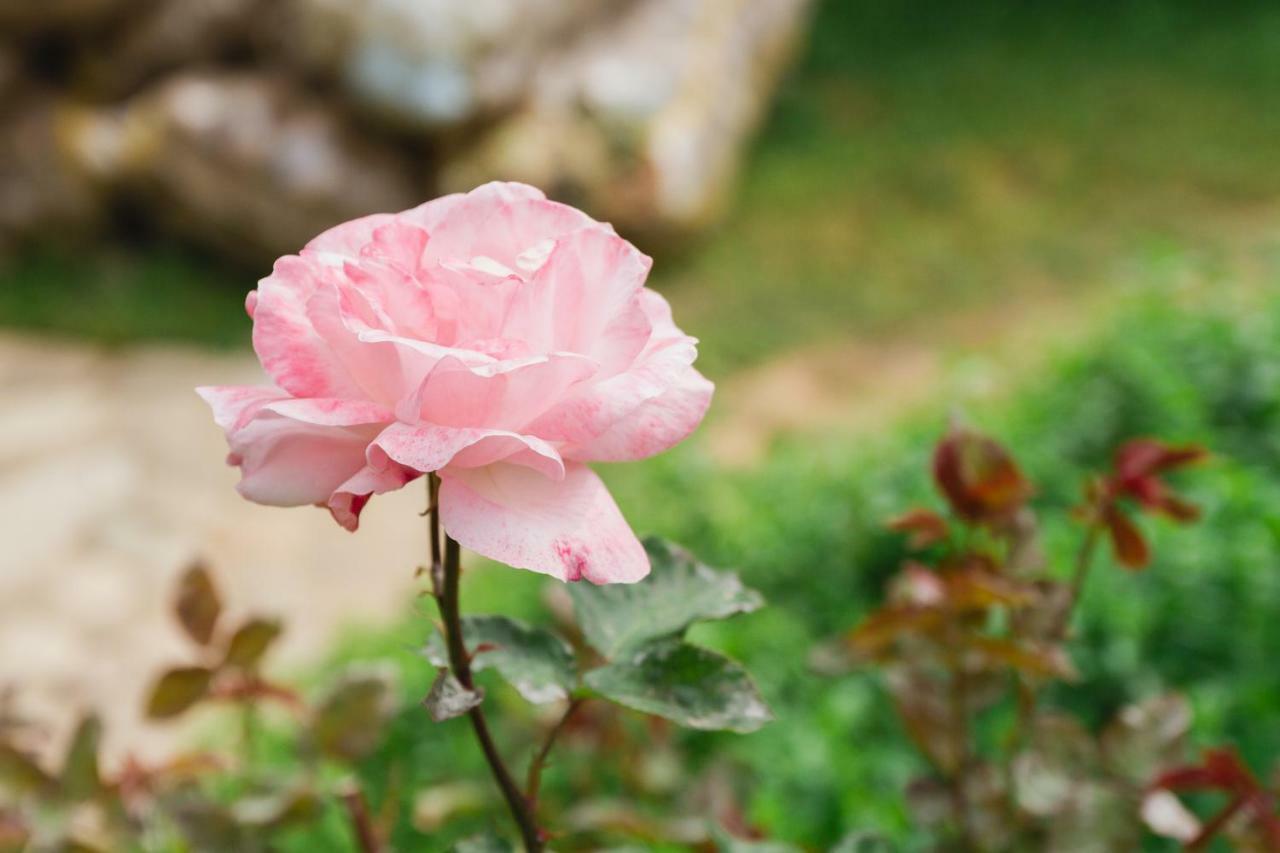 Village Garden Pansiyon アンタルヤ エクステリア 写真